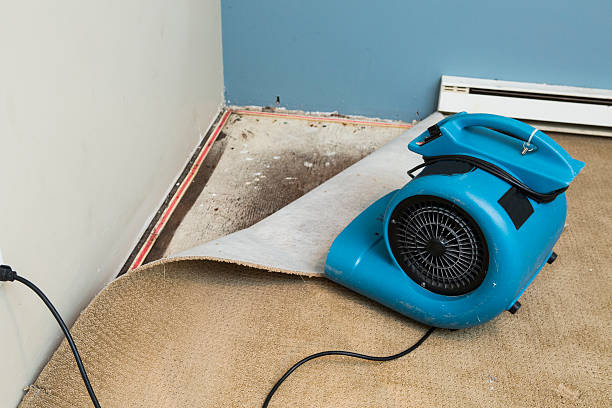 Best Professional water damage repair  in Herald Harbor, MD
